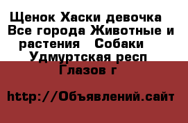 Щенок Хаски девочка - Все города Животные и растения » Собаки   . Удмуртская респ.,Глазов г.